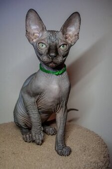 Kanadský Sphynx