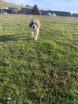 Svatobernardský pes. Bernardýn - štěně