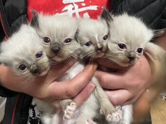 Ragdoll koťátka bez pp