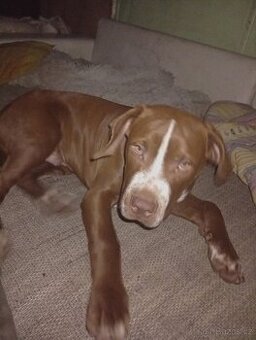 Prodám pittbul štěně