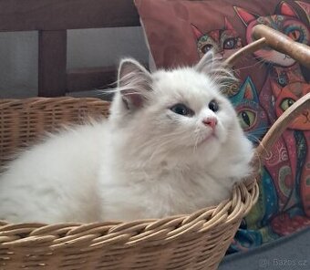 Koťátka  ragdoll s PP (FIFE)