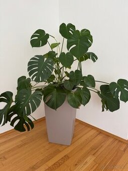 Samozavlažovací květináč Lechuza s velkou Monstera deliciosa