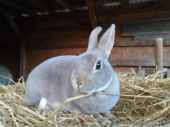 Zakrslý rex divoce modrý samička s PP