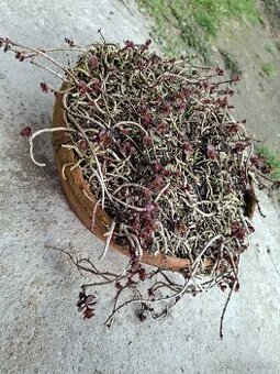 Skalnička rozchodník včetně květináče