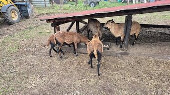 Prodám kamerunské ovce srnči zbarvení.