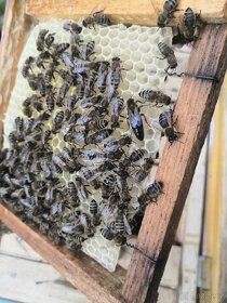 Včelí matky Karpatra 2024 - 1