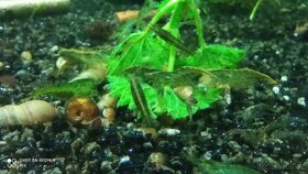 Prodám přebytky z odchovu Neocaridina Palmata Green
