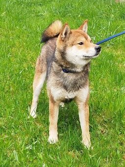Shiba inu s PP
