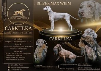 Výmarský ohař, fenka s PP, CHS Silver Max Weim - 1