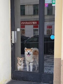 Nový domov pro Moshiho - pes Akita Inu