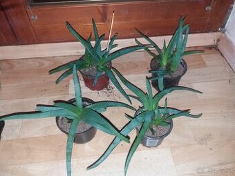 Aloe vera léčivky