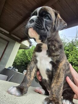 Německý boxer štěně