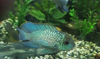 Akary Blue neon