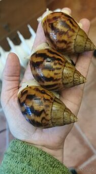 Achatina achatina nigeria albino body
