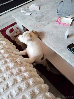 Jack Russell teriér