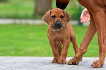 Štěňátko rhodéského ridgebacka - nestandardní chlapec s PP