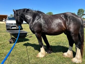 MLADÝ SHIRE HORSE