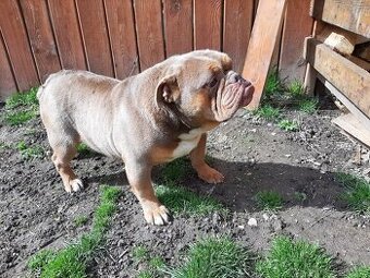 Anglicky buldok