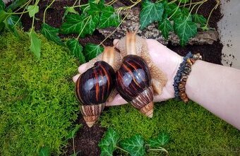 Afričtí šneci Lissachatina immaculata mláďata