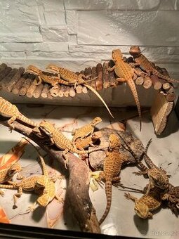 Agama vousata