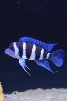 Tanganyika