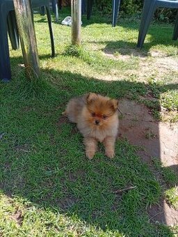 Pomeranian mini