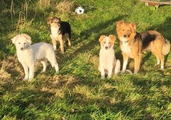 Přenecháme štěňata kříženců  border kolie