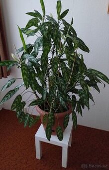 1) Aglaonema Maria