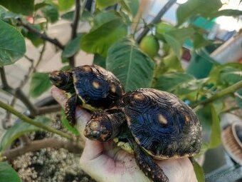 Želva uhlířská, mláďata roční