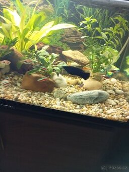 Daruji samce Black molly