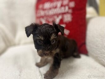 Jorksirsky terier biwier