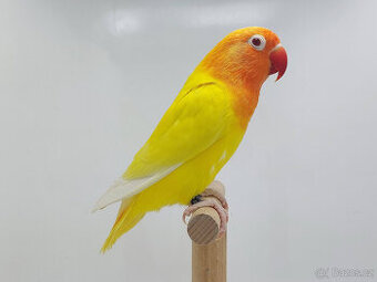 Agapornis fischeri - 1