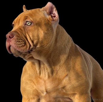 American bully XL XXL
