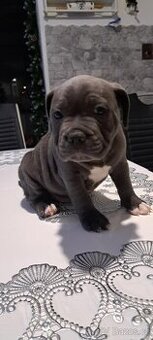 Stafordšírský bulteriér