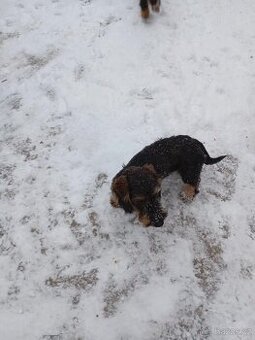 Jezevčík drsnosrstý