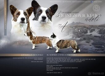 Welsh corgi cardigan s PP