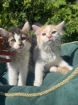 Ragdoll x Mainská