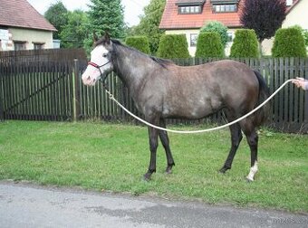 Kobyla Paint horse