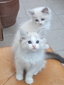 Kocourci ragdoll s PP