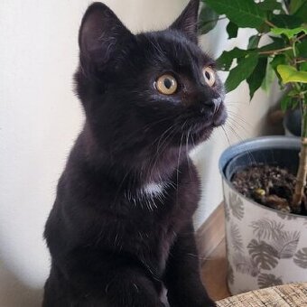 Daruji krásné černé kotátka