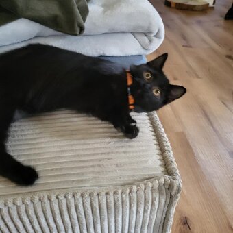 Daruji krásné černé kotátka