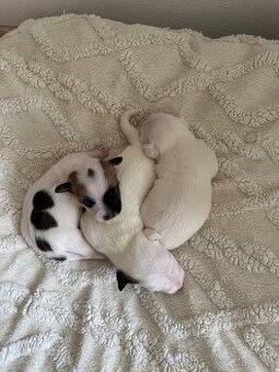 Jack Russell štěňátka