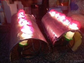 Muchomůrky vánoční