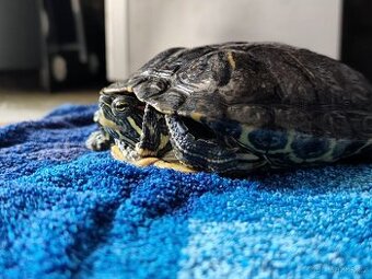 Želva nádherná VODNÍ