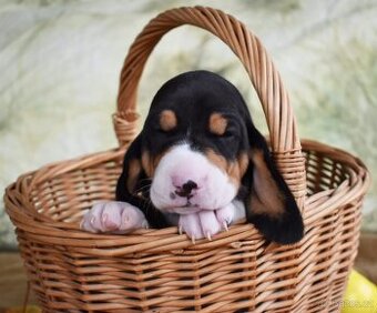 Prodáme malé psíky bernského honice