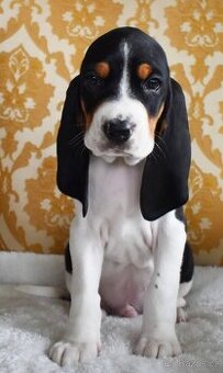 Prodáme malé psíky bernského honice