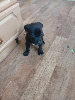 Stafordšírský bulteriér