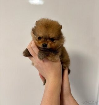 Pomeranian s PP - fenečka