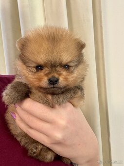Pomeranian s PP - fenečka