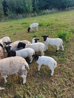 Letošní roční ovečky